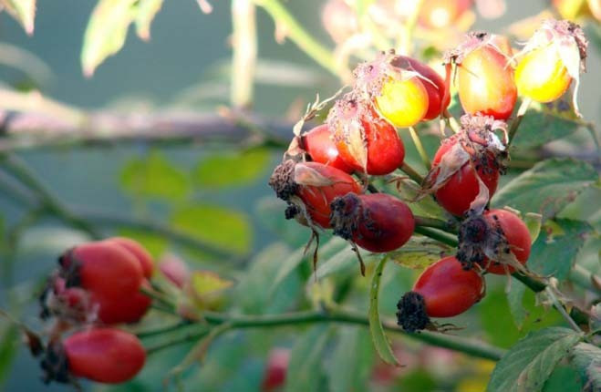 Çekirdeğiyle, yağıyla tam bir şifa kaynağı! - Resim: 4