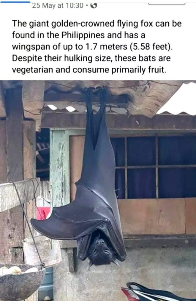 Sosyal medyayı çalkalayan insan boyundaki yarasalar! Photoshop değil gerçek - Resim: 3