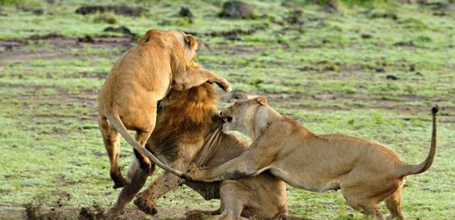 Böyle kapışma görülmedi - Resim: 2