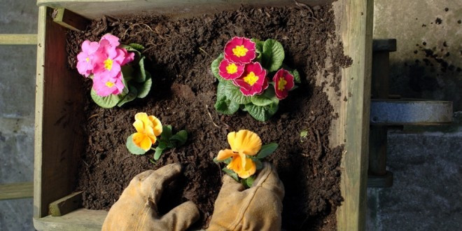 Bahçeye çiçek ekmek istedi toprağı kazdıkça öyle bir şey çıktı ki - Resim: 1