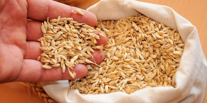  Türkiye  İsrail'e tohumluk ihraç ediyor - Resim: 3