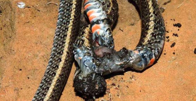 Böylesi daha önce görülmedi! Örümcek ve yılan savaşı - Resim: 3