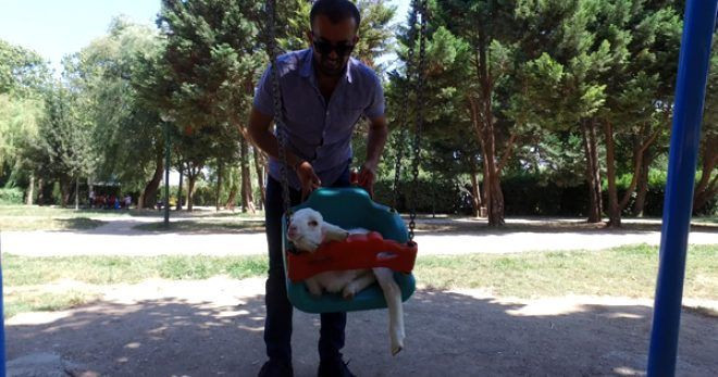 Kebapçı Ali usta 10 aylıkken sahiplendiği kuzuya doğum günü partisi düzenledi - Resim: 2