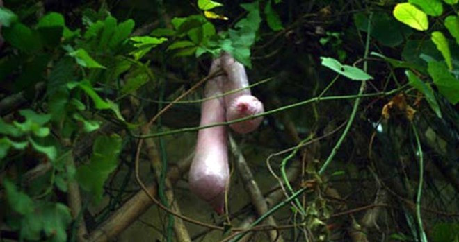 İnanılmaz ama gerçek! Bu gördüğünüz şey... - Resim: 4