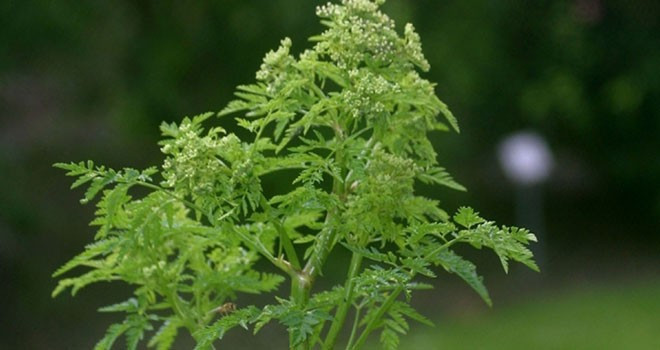 25 yıldır hiç hastalanmadı sadece onu yiyor! - Resim: 1