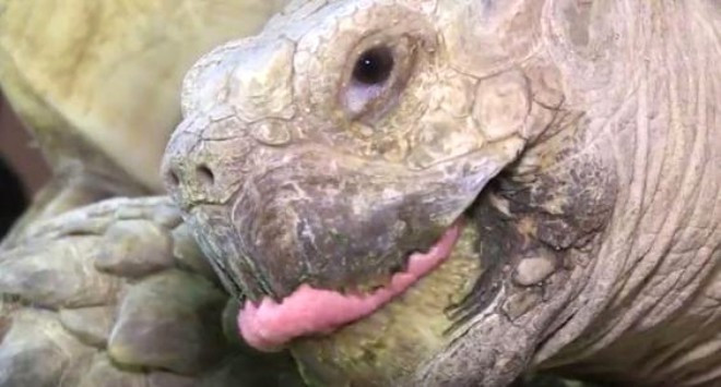 Kaplumbağanın sakat kalma nedeni çok şaşıracaksınız - Resim: 1