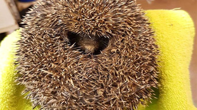 Bu toprak yürüyor görenler şoke oldu - Resim: 3