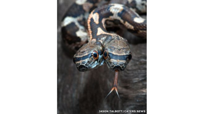 Çift başlı yılan mı olur bu görüntü şoke etti - Resim: 3