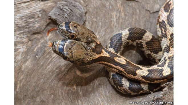 Çift başlı yılan mı olur bu görüntü şoke etti - Resim: 4