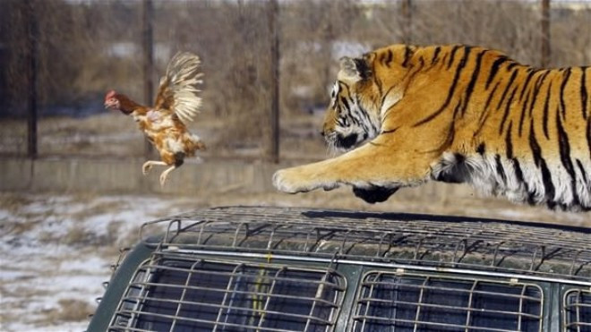 Bu nasıl insanlık eğlence diye izliyorlar! - Resim: 4