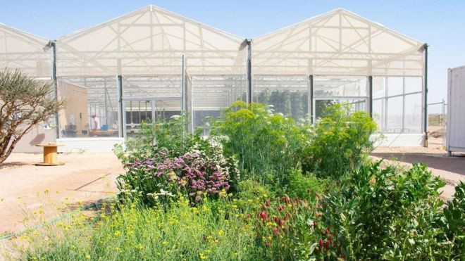 Deniz suyu ile çölde tarım yapılabilir mi? - Resim: 1