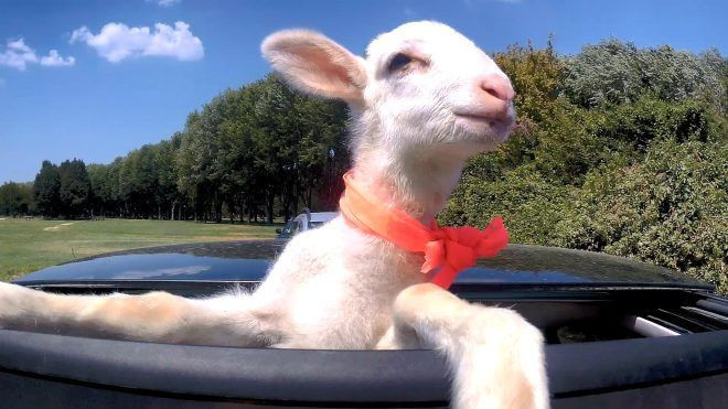Kebapçı Ali usta 10 aylıkken sahiplendiği kuzuya doğum günü partisi düzenledi - Resim: 1