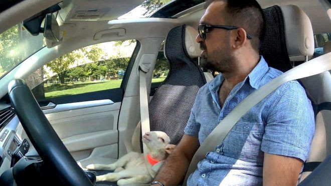 Kebapçı Ali usta 10 aylıkken sahiplendiği kuzuya doğum günü partisi düzenledi - Resim: 3