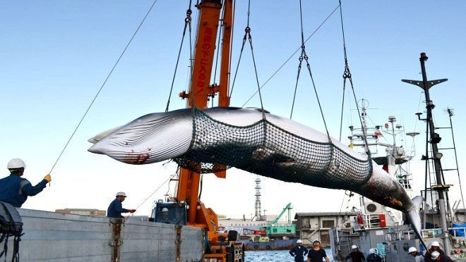 Japonya'da balina etleri 33 yıl sonra ilk kez satışa çıkarıldı - Resim: 3
