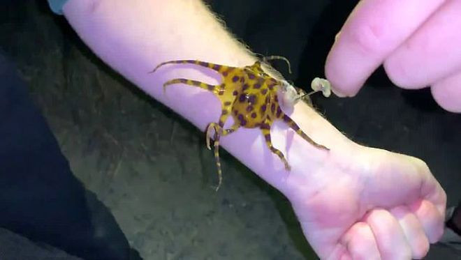 30 insanı aynı anda öldürebilen ahtapotu çıplak teninde gezdirdi - Resim: 2