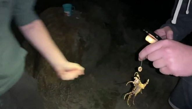 30 insanı aynı anda öldürebilen ahtapotu çıplak teninde gezdirdi - Resim: 4