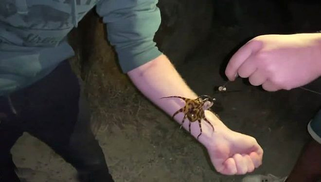 30 insanı aynı anda öldürebilen ahtapotu çıplak teninde gezdirdi - Resim: 1