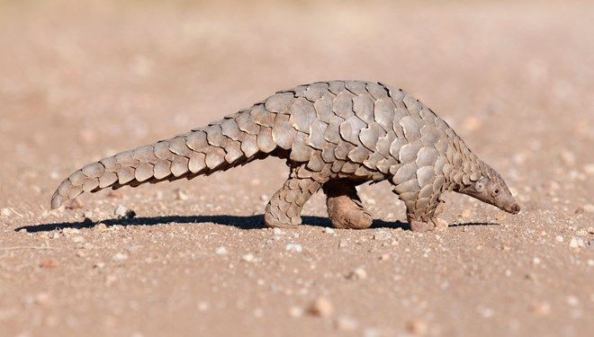 Pangolin nedir? Koronavirüsün benzerini taşıyan hayvanı sakın yemeyin - Resim: 4