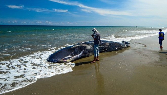 Balinanın karnından hazine çıktı! Yemen'de 'kötü koku' 35 balıkçıyı milyoner etti - Resim: 1