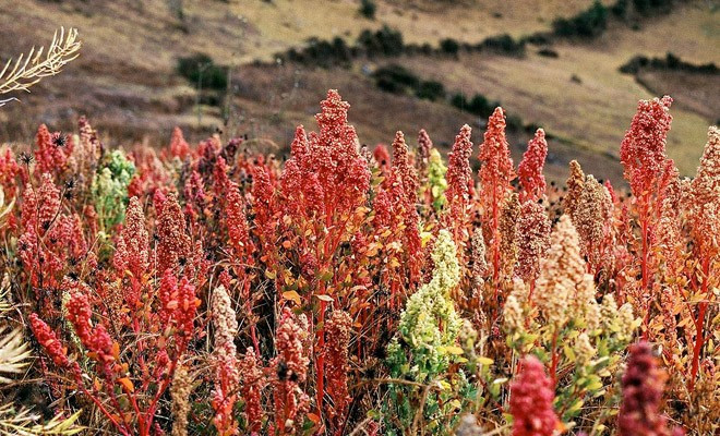 Sekiz yemek kaşığı bir pirzolaya eşit nedir bu kinoa! - Resim: 1
