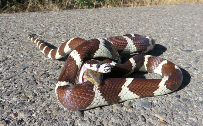 İnanılmaz kare! Ölüm kalım savaşı verdiler galibi ise... - Resim: 4
