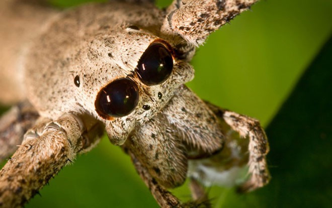 Isırdığı adamın bacakları kesildi! İnanılmaz olay - Resim: 4