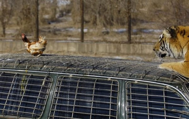 Bu nasıl insanlık eğlence diye izliyorlar! - Resim: 3