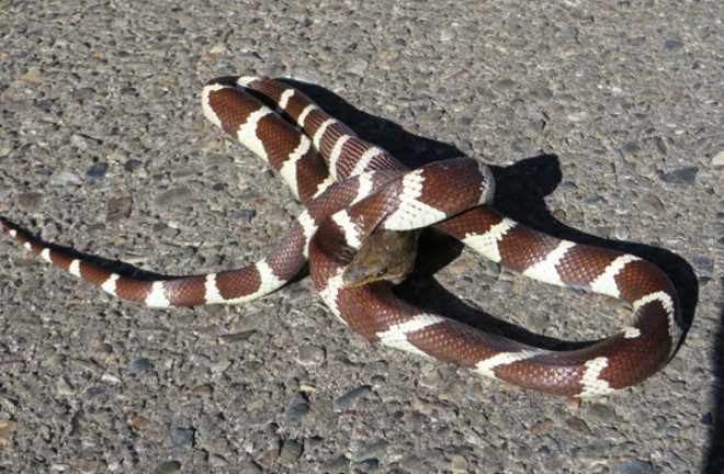 İnanılmaz kare! Ölüm kalım savaşı verdiler galibi ise... - Resim: 2