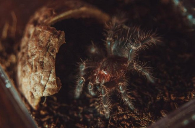 Böylesi daha önce görülmedi! Örümcek ve yılan savaşı - Resim: 1