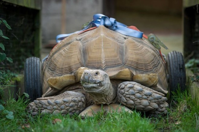 Kaplumbağanın sakat kalma nedeni çok şaşıracaksınız - Resim: 2