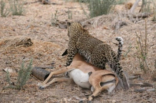 Çita avının hamile olduğunu görünce öyle bir yaptı ki - Resim: 2