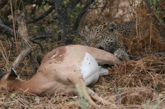 Çita avının hamile olduğunu görünce öyle bir yaptı ki - Resim: 3