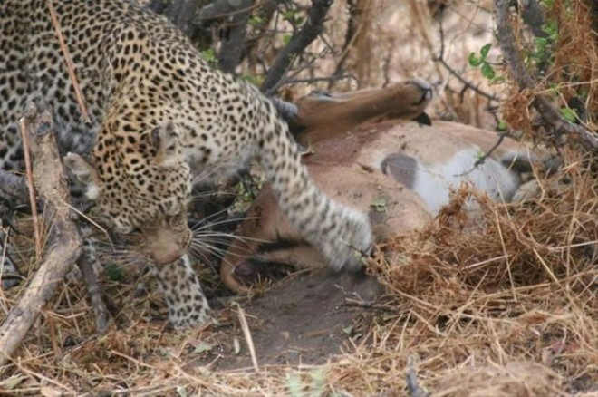 Çita avının hamile olduğunu görünce öyle bir yaptı ki - Resim: 4