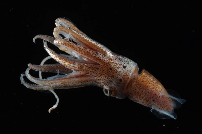 Mürekkep balığından hamile kaldı! Böyle şey görülmedi - Resim: 4