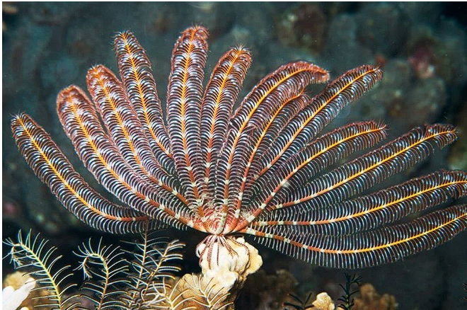 Yeni keşfedilen canlıya Zelenski'nin adı verildi! İlginç neden - Resim: 3