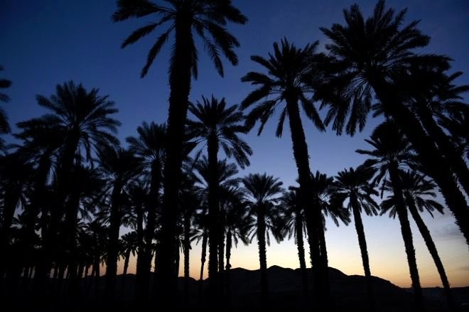 Çölü yemyeşil vahaya çeviren çiftlikler - Resim: 1