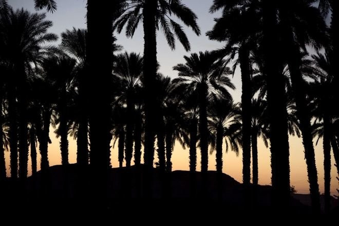 Çölü yemyeşil vahaya çeviren çiftlikler - Resim: 2