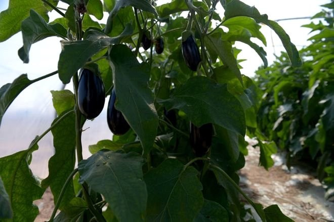 Çölü yemyeşil vahaya çeviren çiftlikler - Resim: 4