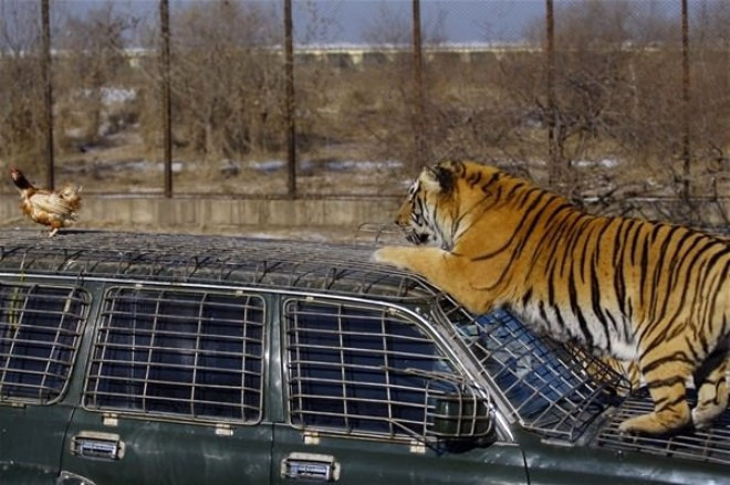 Bu nasıl insanlık eğlence diye izliyorlar! - Resim: 2