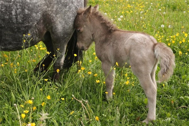 Rusya'da dünyanın en küçük tayı doğdu - Resim: 2