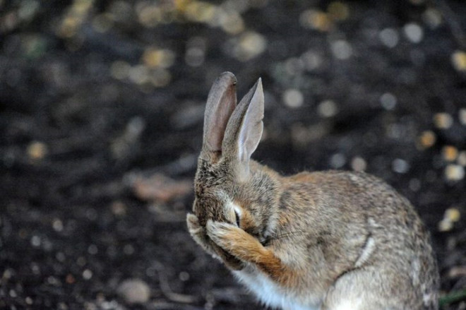 Vahşi doğa hiç bu kadar komik olmamıştı! Hayvanların güldüren halleri - Resim: 4