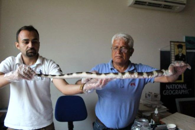 Balıkçıları korkutan av! Atlas Okyanusu'nu geçti ilk kez Antalya'da görüldü - Resim: 3