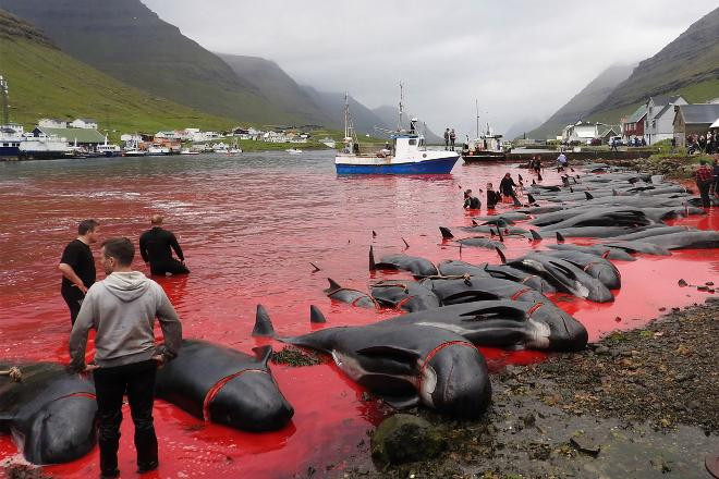 Deniz bir anda kırmızıya boyandı vahşet böyle görüntülendi - Resim: 2