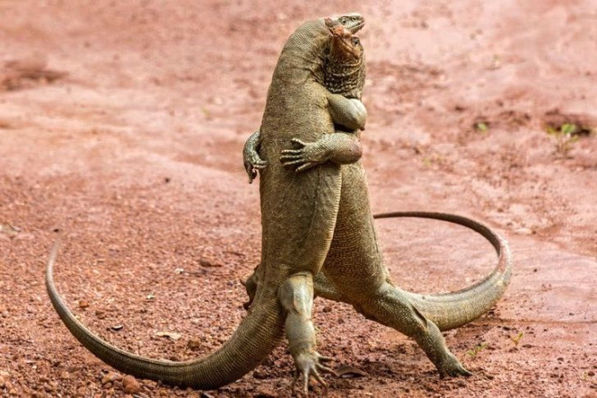 Vahşi doğa hiç bu kadar komik olmamıştı! Hayvanların güldüren halleri - Resim: 2