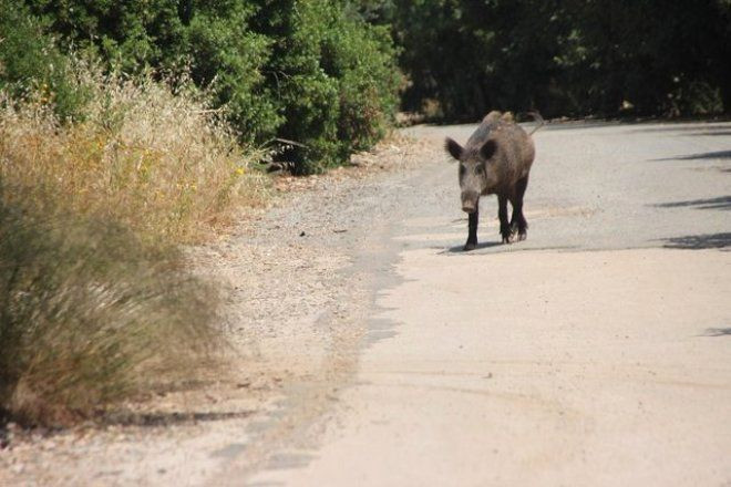 Minik domuzu görenler önce korktu yakından bakınca mevzu güldürdü - Resim: 2