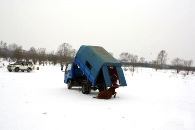 Turistler eğlensin diye ineği canlı canlı öldürdüler - Resim: 1