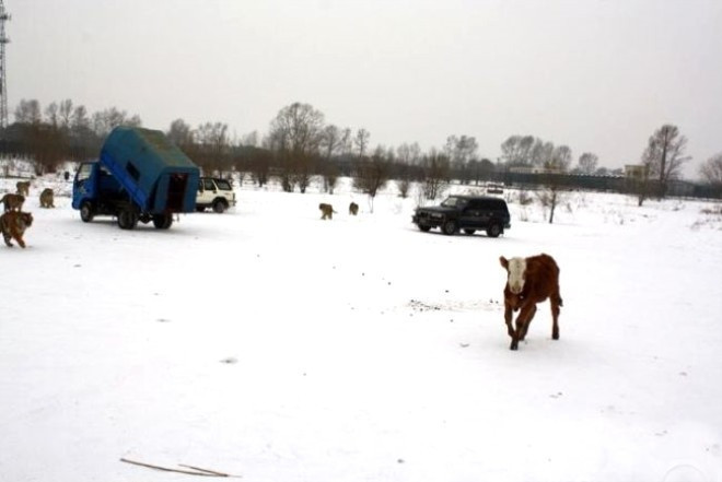 Turistler eğlensin diye ineği canlı canlı öldürdüler - Resim: 2