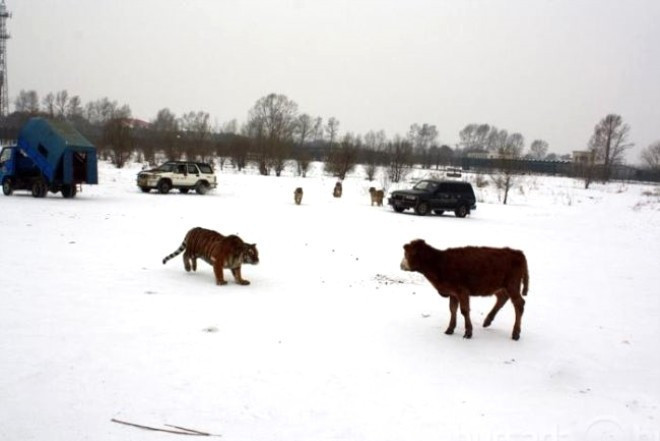 Turistler eğlensin diye ineği canlı canlı öldürdüler - Resim: 3