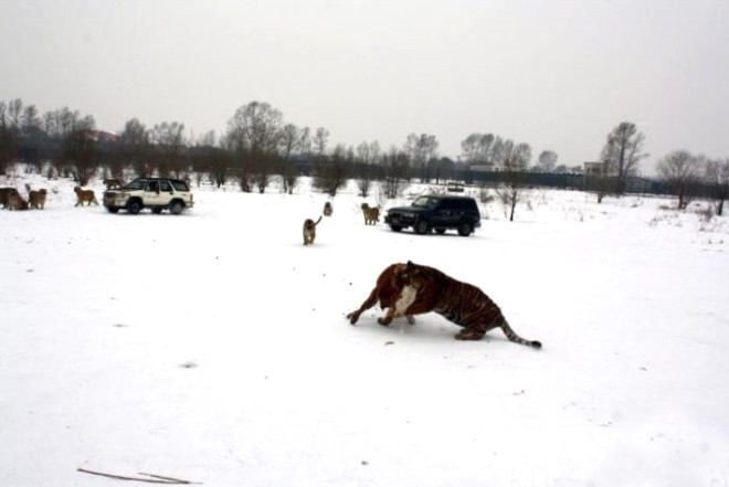 Turistler eğlensin diye ineği canlı canlı öldürdüler - Resim: 4