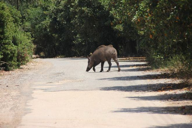 Minik domuzu görenler önce korktu yakından bakınca mevzu güldürdü - Resim: 1
